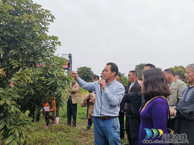 泸县：加快龙眼品种改良 打造中国龙眼晚熟之乡(图3)