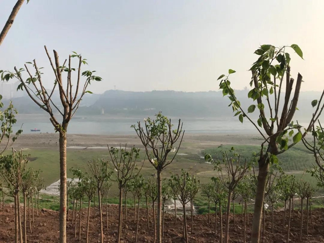 义务植树两天，泸州新增绿地5.2万平方米！(图11)