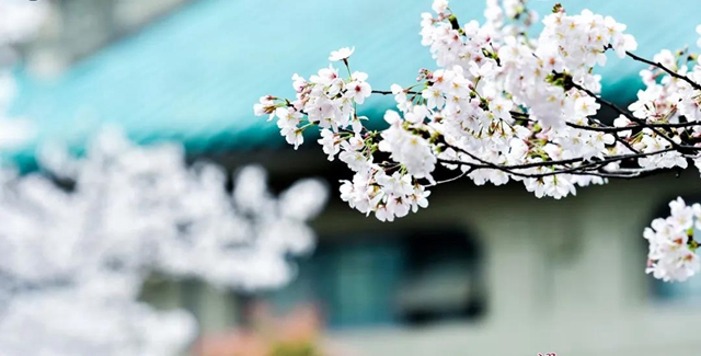 西南医大附院9名援鄂医务人员受邀赴“樱花之约”(图7)