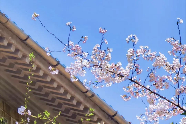 西南医大附院9名援鄂医务人员受邀赴“樱花之约”(图5)