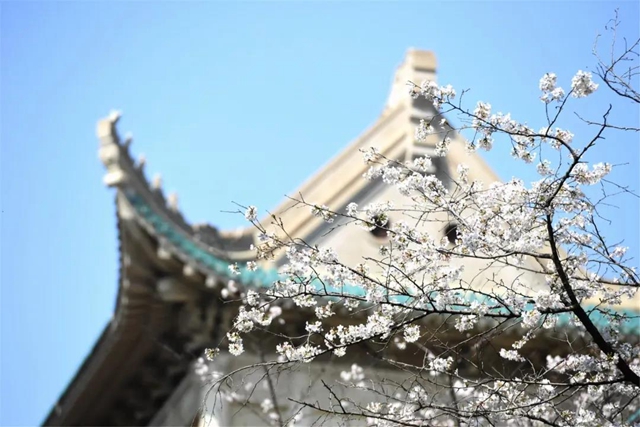 西南医大附院9名援鄂医务人员受邀赴“樱花之约”(图3)