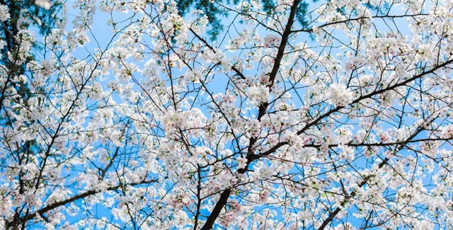 西南医大附院9名援鄂医务人员受邀赴“樱花之约”(图6)