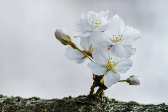 西南医大附院9名援鄂医务人员受邀赴“樱花之约”(图4)