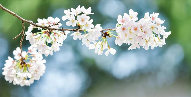 西南医大附院9名援鄂医务人员受邀赴“樱花之约”(图10)