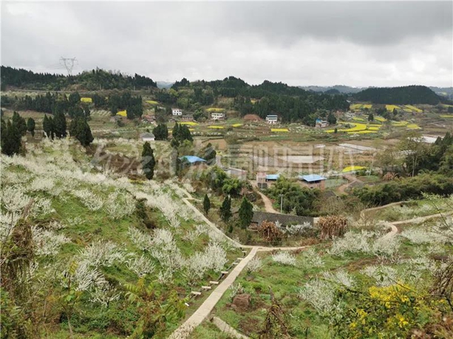 漂亮！内江这个地方惊现“雪海”美景(图4)