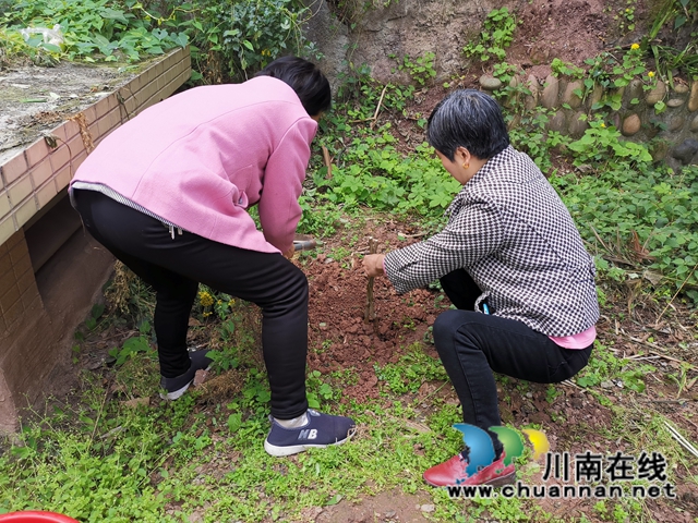 龙马潭区小市街道开展 “爱绿、护绿、共建绿色家园”植树节活动(图1)