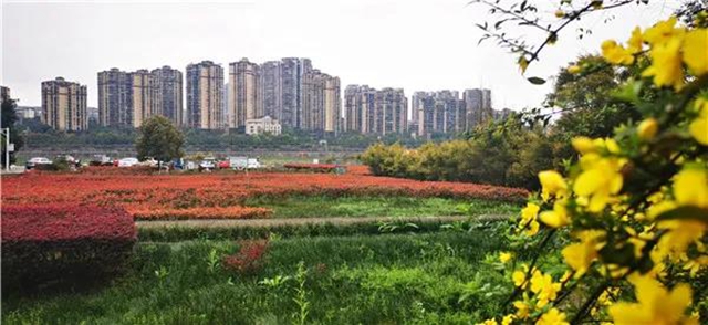 位于城区！泸州这处“秘密花园” 等你来围观！(图1)