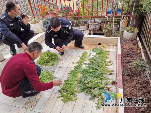 罂粟苗不治病，种罂粟是犯法！泸县云龙镇禁种铲毒在行动(图1)