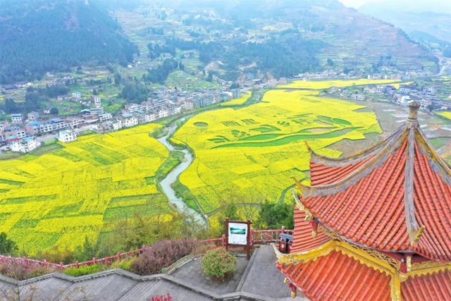 古蔺这儿有片金色的“海洋”！一起去记录春天的美丽(图2)