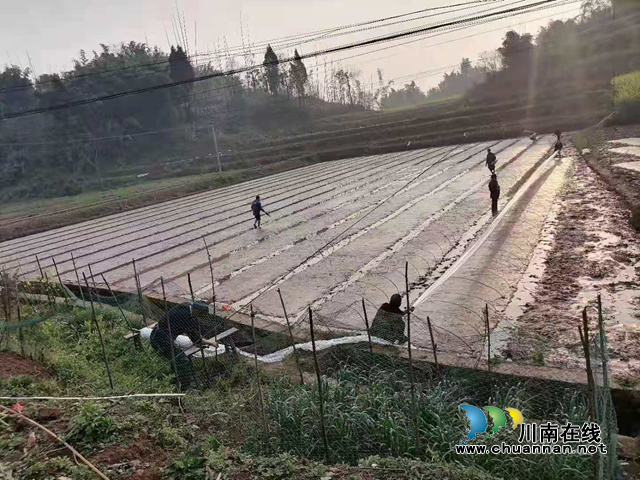 宜宾南溪区长兴镇：春耕正当时，水稻播种忙(图1)