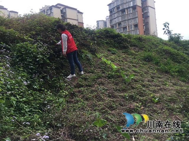 江阳区华阳街道开展禁种铲毒踏查工作(图1)