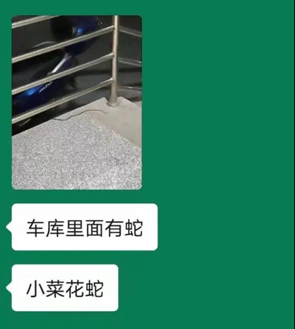 毒蛇提前出关？泸州2人被咬伤住院……(图2)