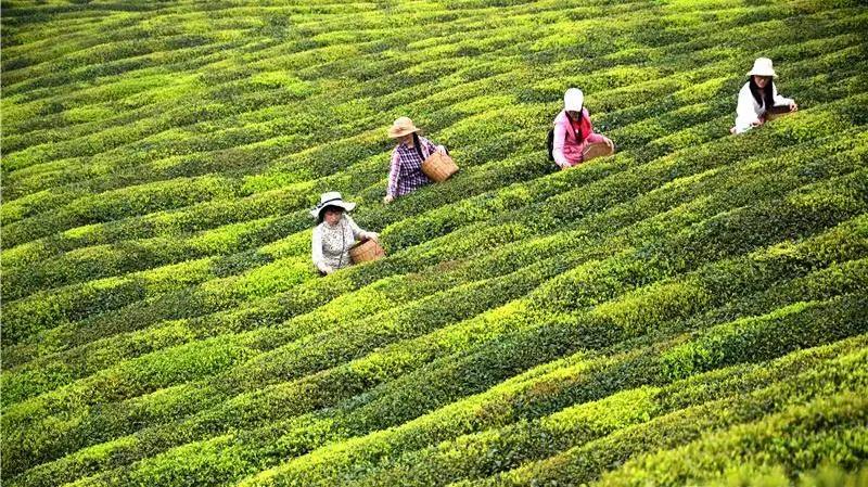 采茶制茶！在内江周边，就能体验《向往的生活》同款慢节奏(图1)