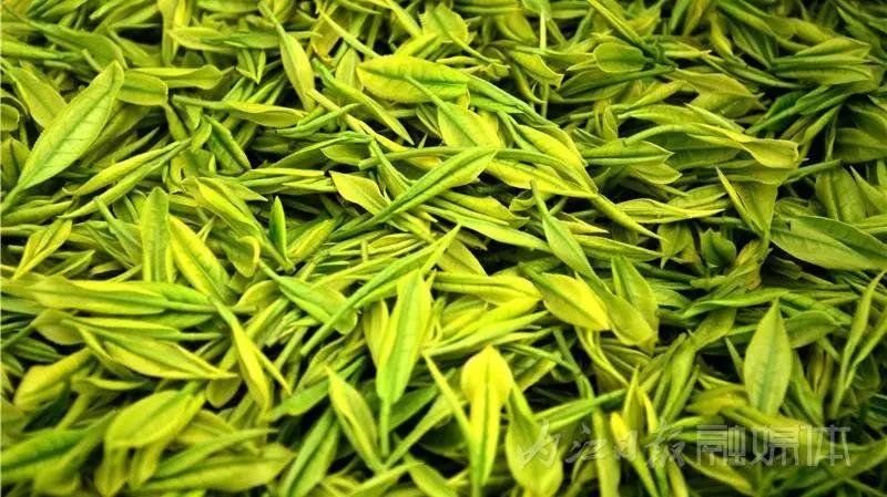 采茶制茶！在内江周边，就能体验《向往的生活》同款慢节奏(图2)