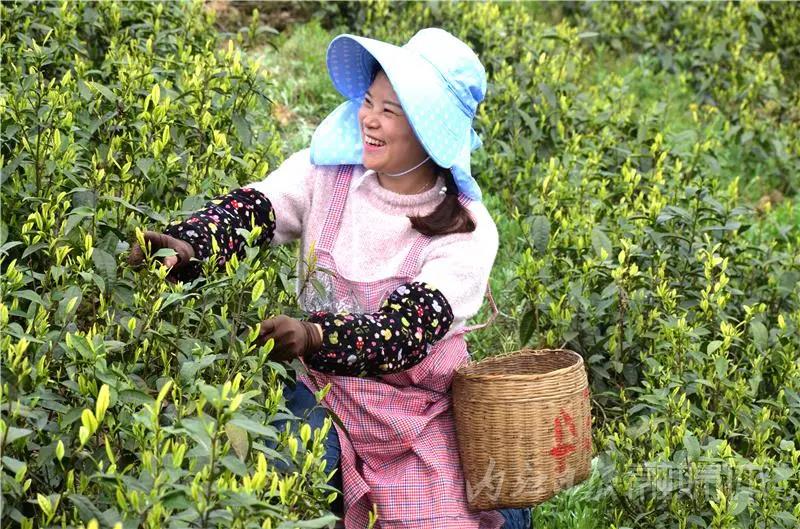 采茶制茶！在内江周边，就能体验《向往的生活》同款慢节奏(图4)