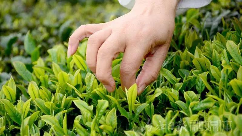 采茶制茶！在内江周边，就能体验《向往的生活》同款慢节奏(图5)