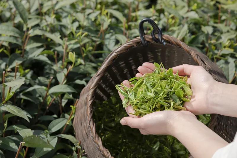 采茶制茶！在内江周边，就能体验《向往的生活》同款慢节奏(图6)