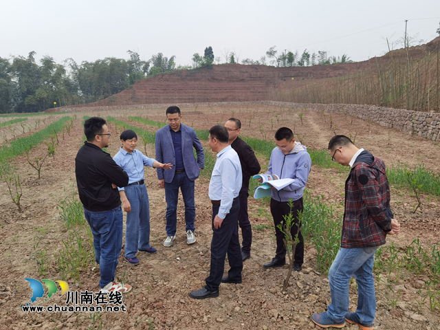 合江县2019-2020年长江干支流沿岸10公里范围内废弃露天矿山生态修复项目通过省级验收(图1)