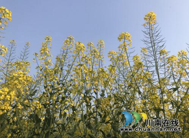 合江县神臂城镇经盘村：“荒滩空地”变身“河清岸绿”(图2)