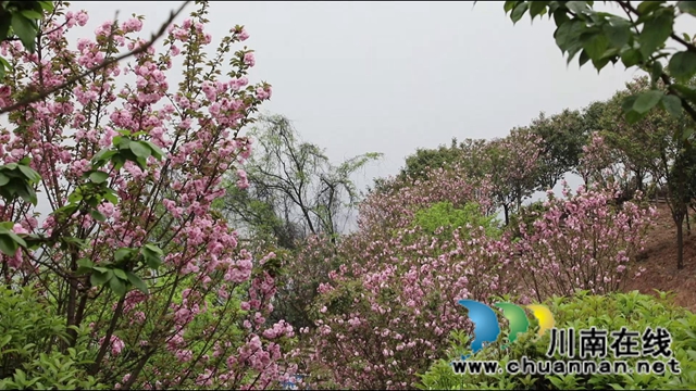 春光正好，合江城市“后花园”建设如火如荼(图3)