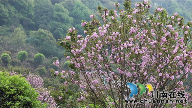 春光正好，合江城市“后花园”建设如火如荼(图2)