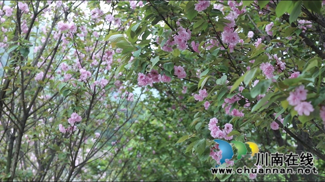 春光正好，合江城市“后花园”建设如火如荼(图1)