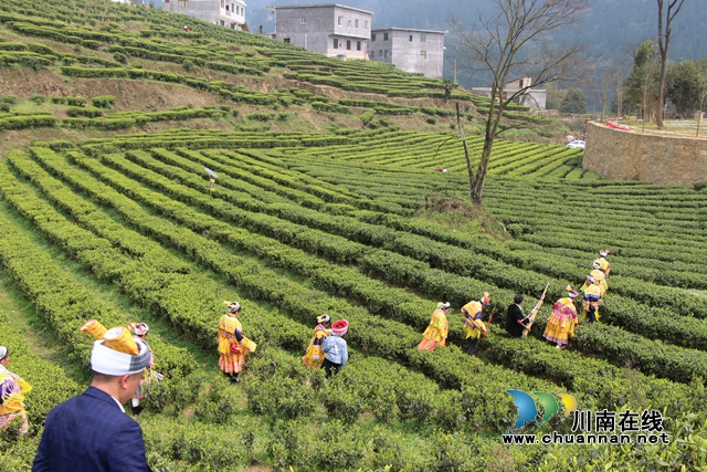 古蔺：以“茶”为媒，生态颜值变经济价值；贫困山村，绘就乡村振兴美好图景(图2)