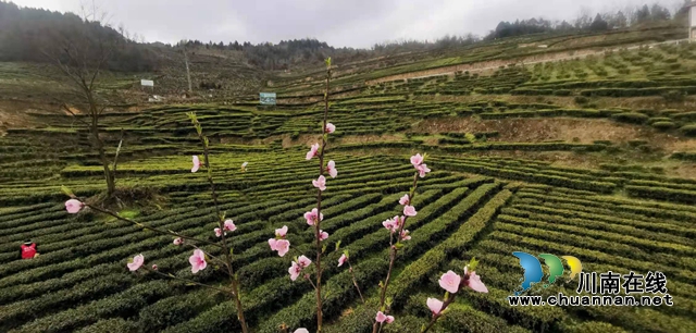 古蔺：以“茶”为媒，生态颜值变经济价值；贫困山村，绘就乡村振兴美好图景(图3)