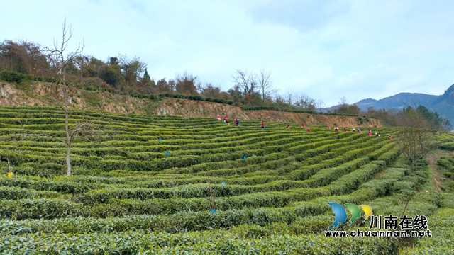 古蔺：以“茶”为媒，生态颜值变经济价值；贫困山村，绘就乡村振兴美好图景(图7)