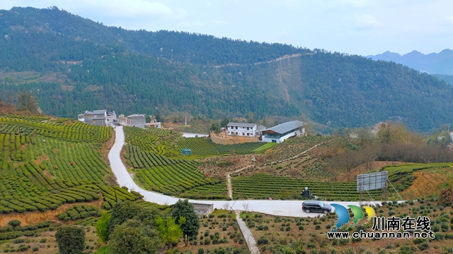 古蔺：以“茶”为媒，生态颜值变经济价值；贫困山村，绘就乡村振兴美好图景(图5)