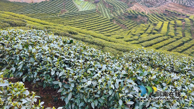 古蔺：以“茶”为媒，生态颜值变经济价值；贫困山村，绘就乡村振兴美好图景(图13)