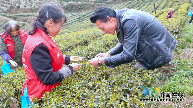 古蔺：以“茶”为媒，生态颜值变经济价值；贫困山村，绘就乡村振兴美好图景(图12)