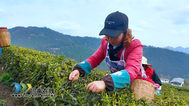 古蔺：以“茶”为媒，生态颜值变经济价值；贫困山村，绘就乡村振兴美好图景(图11)