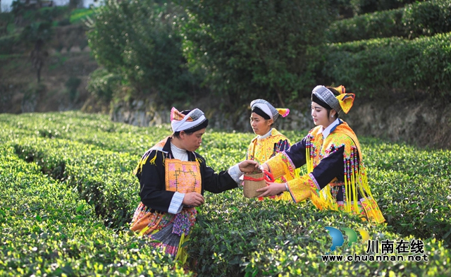 古蔺：以“茶”为媒，生态颜值变经济价值；贫困山村，绘就乡村振兴美好图景(图14)