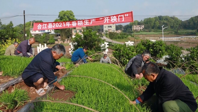 人头攒动！热闹非凡！合江白米镇斗笠村“开秧门”啦(图1)