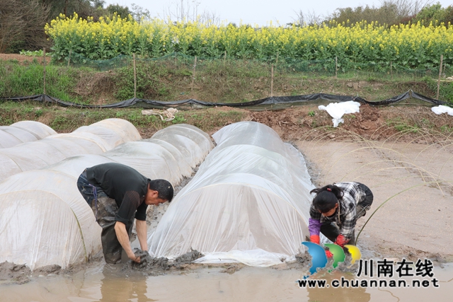 泸县云龙镇：稻虾共作，一份田两份收获(图6)