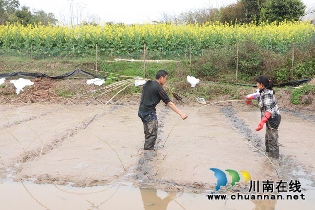 泸县云龙镇：稻虾共作，一份田两份收获(图3)