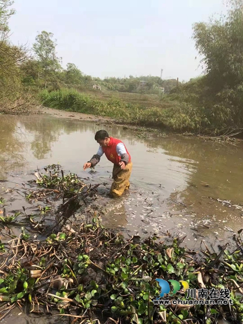 泸县云龙镇党员志愿者开展河道清理行动(图7) 泸县云龙镇党员志愿者开展河道清理行动(图7)