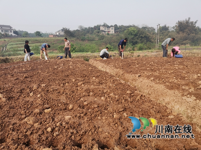 节本增效 泸县牛滩姜农播种“洞洞姜”(图2) 节本增效 泸县牛滩姜农播种“洞洞姜”(图2)