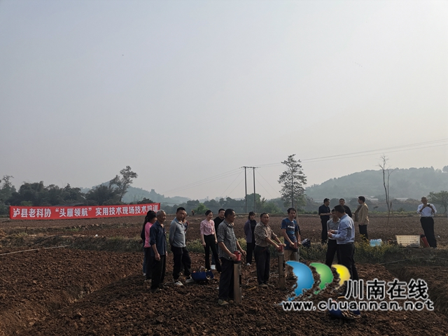 节本增效 泸县牛滩姜农播种“洞洞姜”(图3) 节本增效 泸县牛滩姜农播种“洞洞姜”(图3)