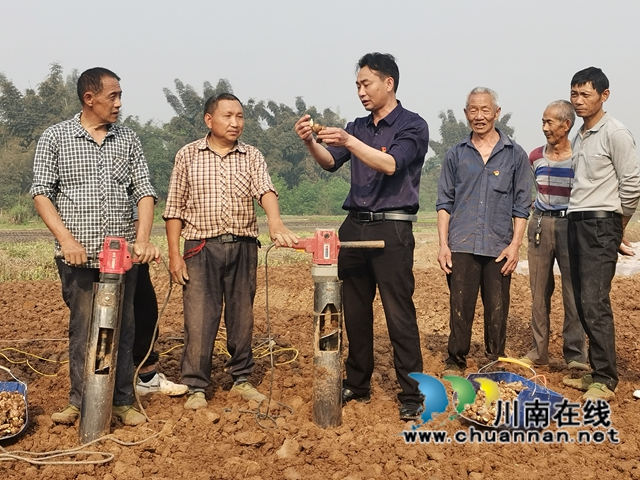 节本增效 泸县牛滩姜农播种“洞洞姜”(图4) 节本增效 泸县牛滩姜农播种“洞洞姜”(图4)