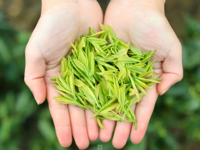 哇！隆昌一深山里，藏着3000亩“金叶子”(图1)