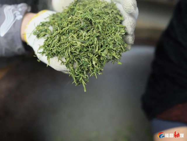 哇！隆昌一深山里，藏着3000亩“金叶子”(图9)