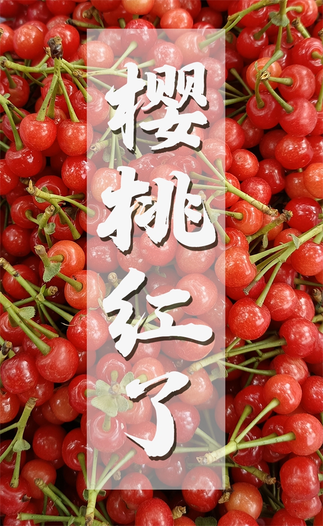 红了！熟了！宜宾周边樱桃采摘攻略来啦！现在去正好！(图1)
