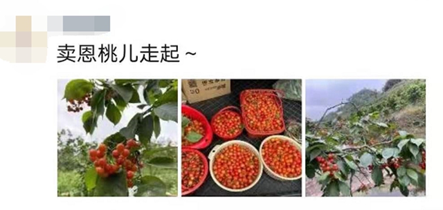 红了！熟了！宜宾周边樱桃采摘攻略来啦！现在去正好！(图2)