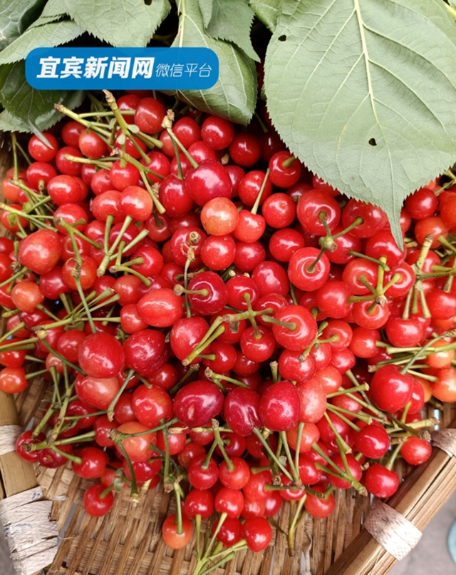 红了！熟了！宜宾周边樱桃采摘攻略来啦！现在去正好！(图6)