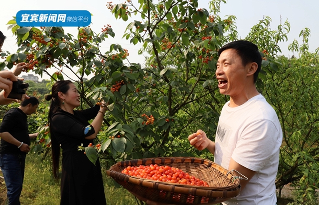 红了！熟了！宜宾周边樱桃采摘攻略来啦！现在去正好！(图9)