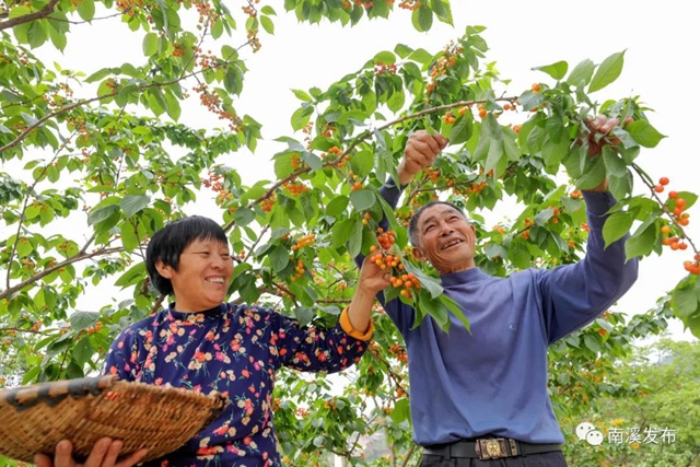 红了！熟了！宜宾周边樱桃采摘攻略来啦！现在去正好！(图13)