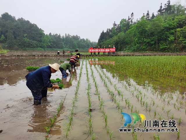 民盟纳溪区农业局支部：为了粮食高产，咬定攻关不停步(图1)