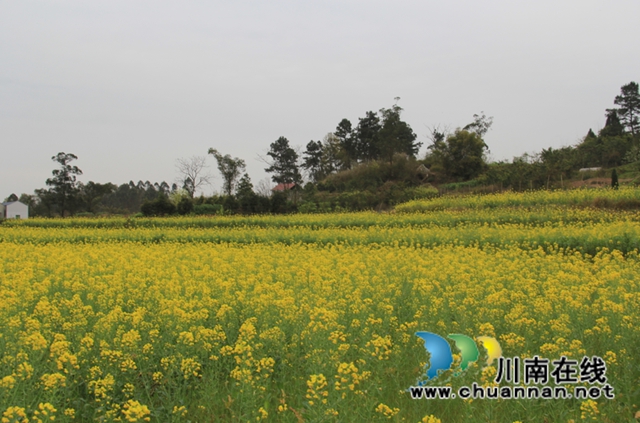 泸县云龙镇：休耕轮作效益显，农民增收笑开颜(图3)